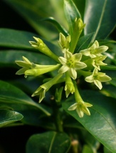 Sunset Scentsation Night Blooming Jasmine, Queen of the Night, Lady of the Night, Cestrum nocturnum 'Sunset Scentsation', copyright � almostedenplants.com